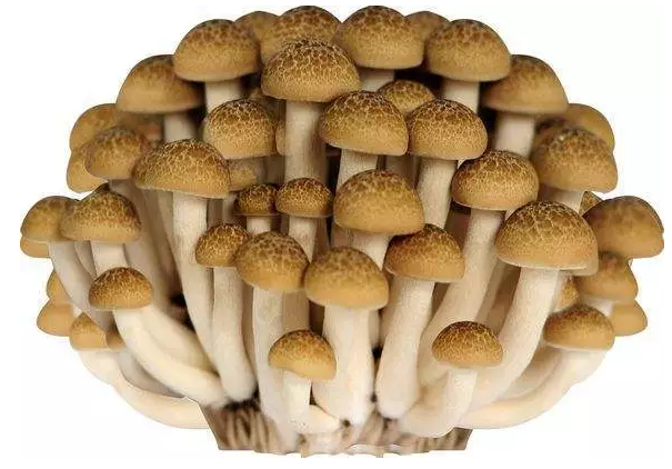 http://www.katung.com.cn/ewebeditor/uploadfile/20170914091421667001.png